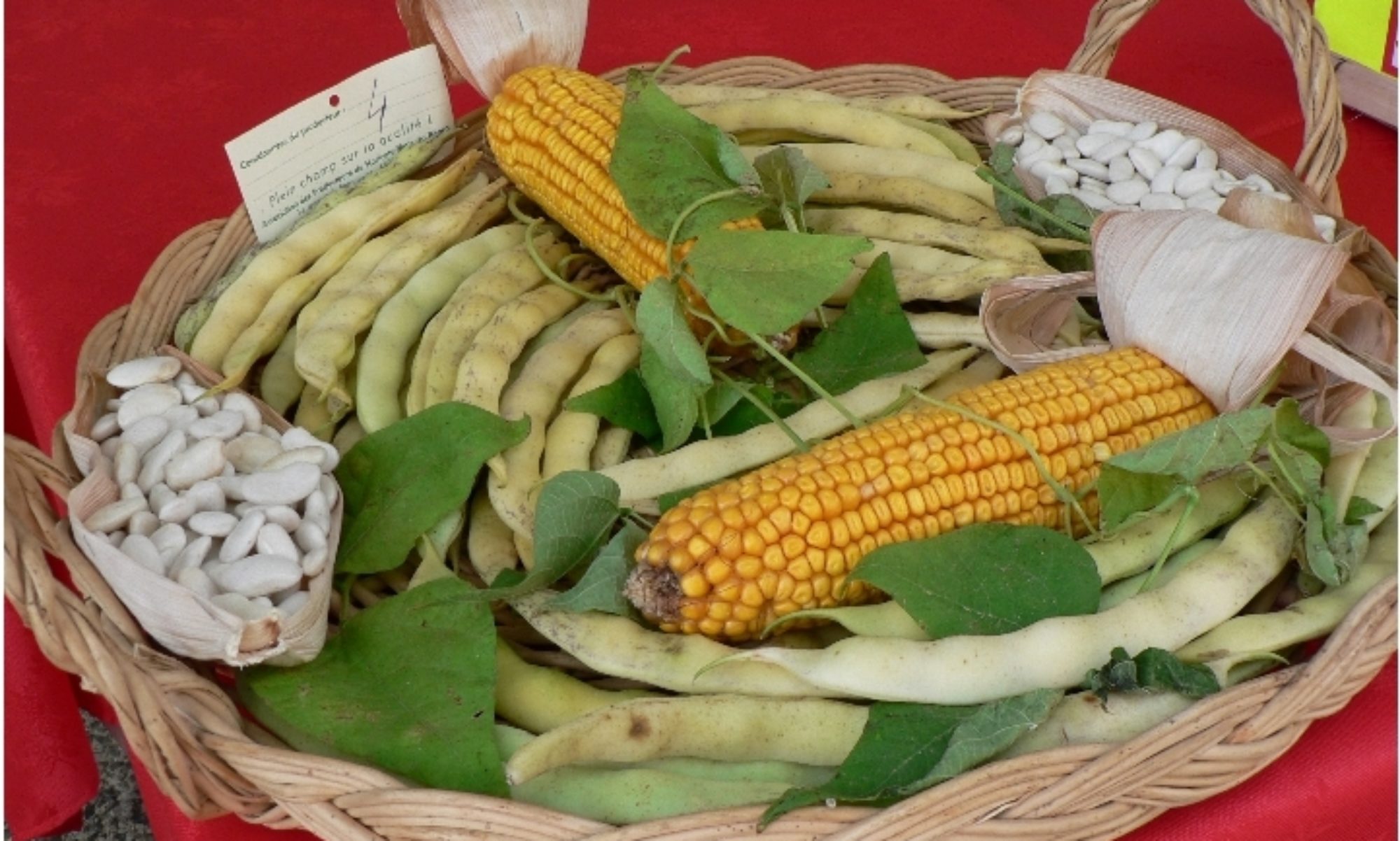 Haricot Maïs du Béarn ®