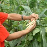 Cueillette des gousses de haricots-maïs frais