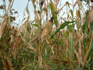 Haricots-Maïs du Béarn sec au champs - fin de saison